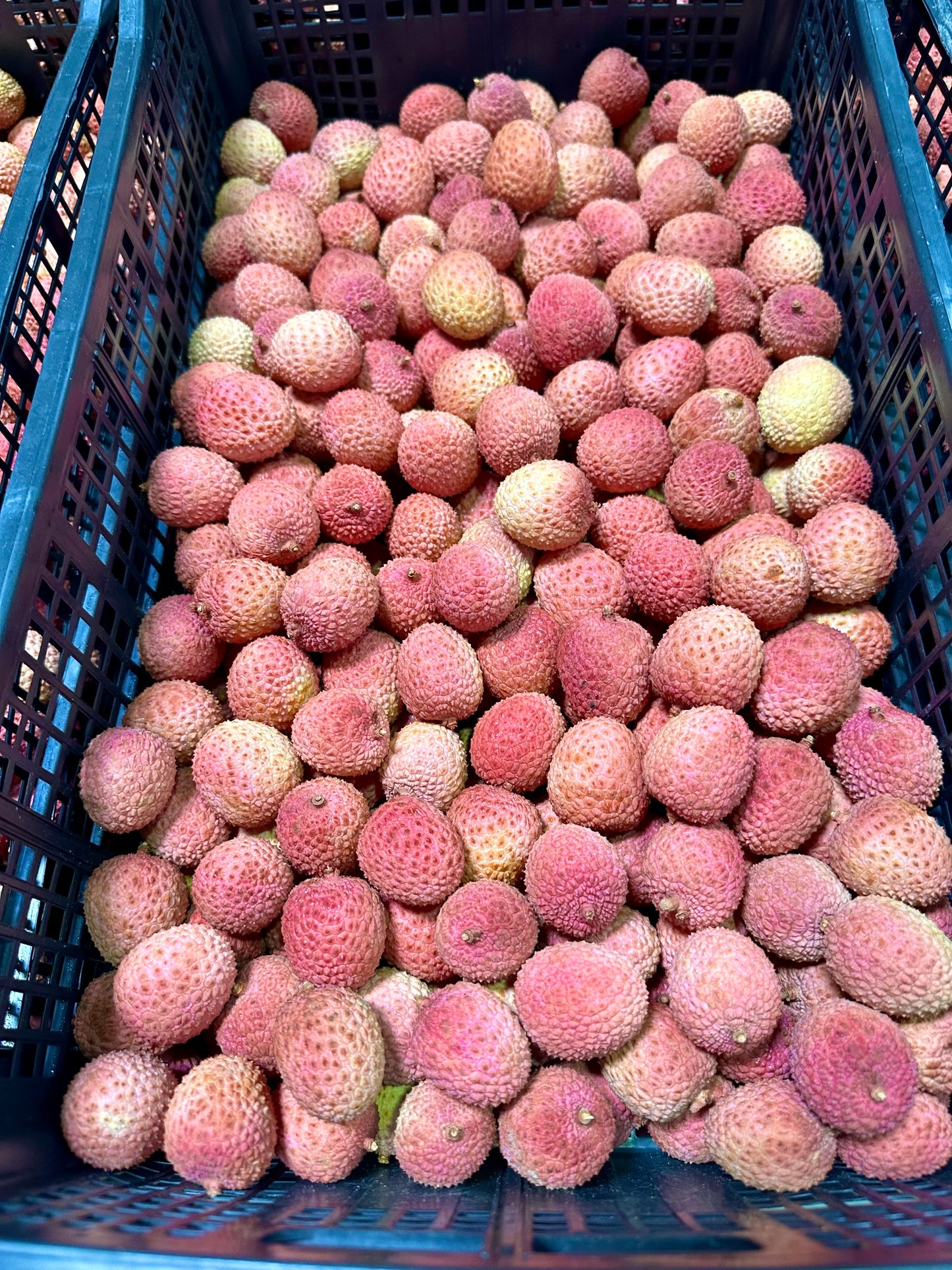 Fresh Lychee, 15lbs