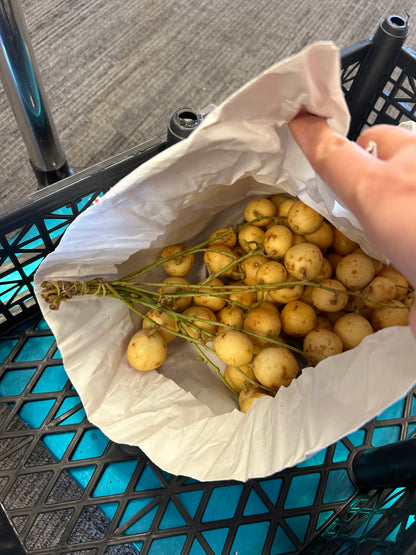 Fresh Lanzones, $30/lb