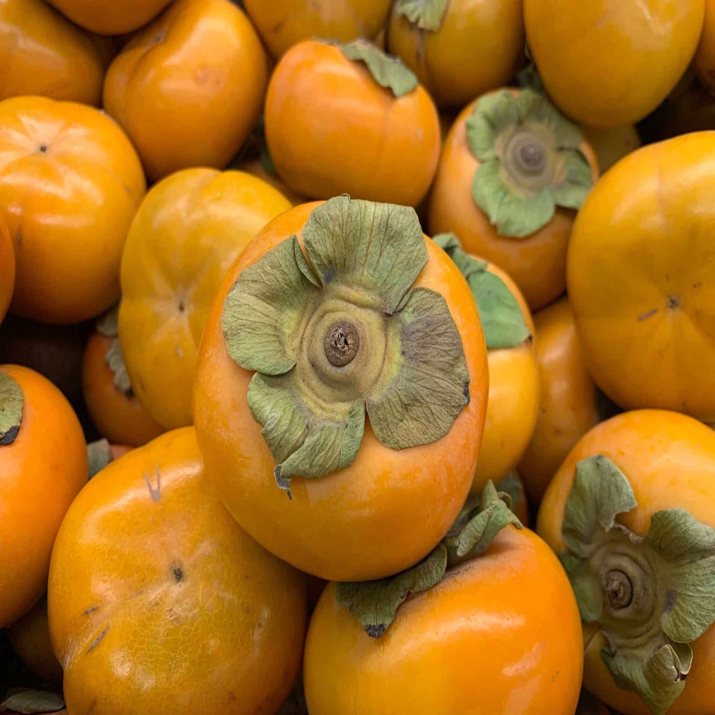 Persimmons, 40lbs